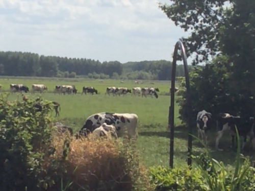 De koeien in de wei